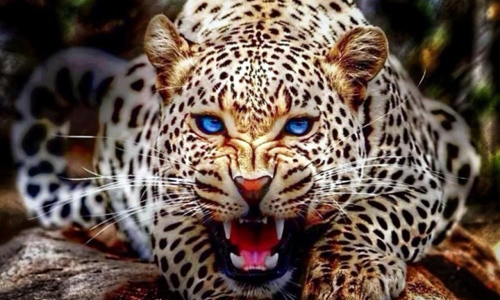 Πλήρωσε να ζήσει εμπειρία με λεοπάρδαλη και τώρα χαροπαλεύει!